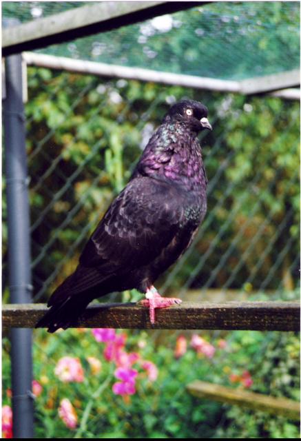 Kölner Tümmler schwarz, Züchter Meik Kröger