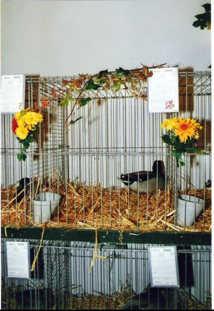 Ortsschau RGZV Rahden-Kleinendorf